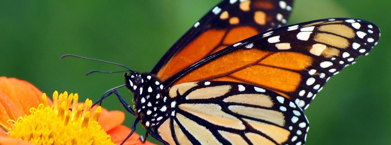 monarch butterfly