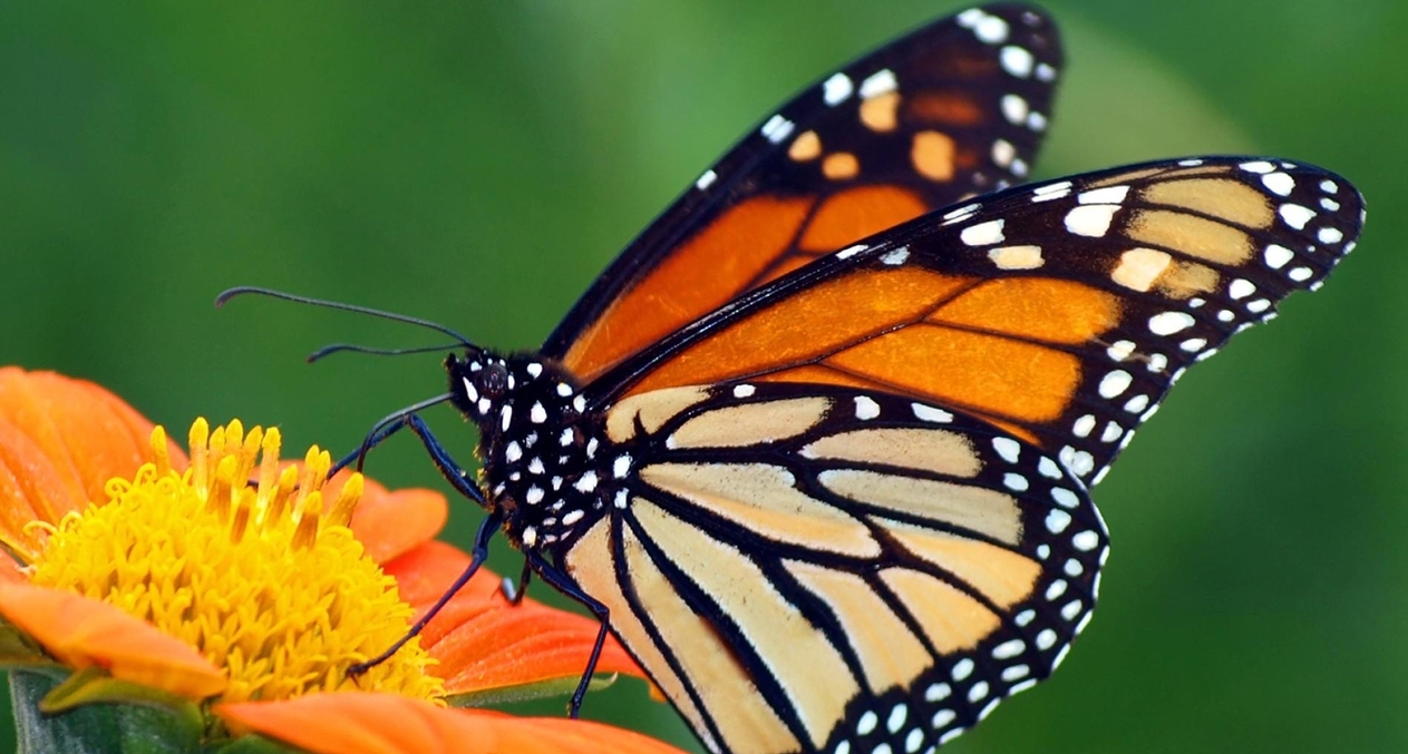 Monarch butterfly